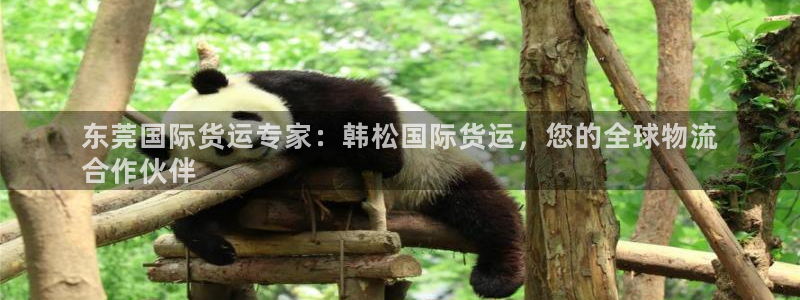 尊龙官网免费下载安卓：东莞国际货运专家：韩松国际货运，您