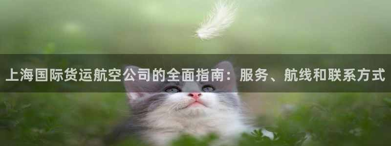 尊龙凯时企业文化：上海国际货运航空公司的全面指南：服务、