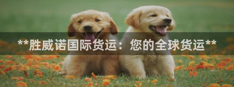 尊龙人生就是博旗舰厅：**胜威诺国际货运：您的全球货运*