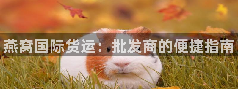 z6com尊龙凯时代理：燕窝国际货运：批发商的便捷指南